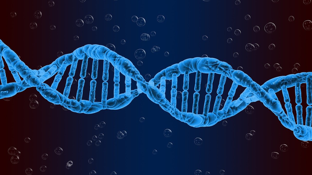 Science, of synthetic DNA stem cells to study ‘architect genes’
