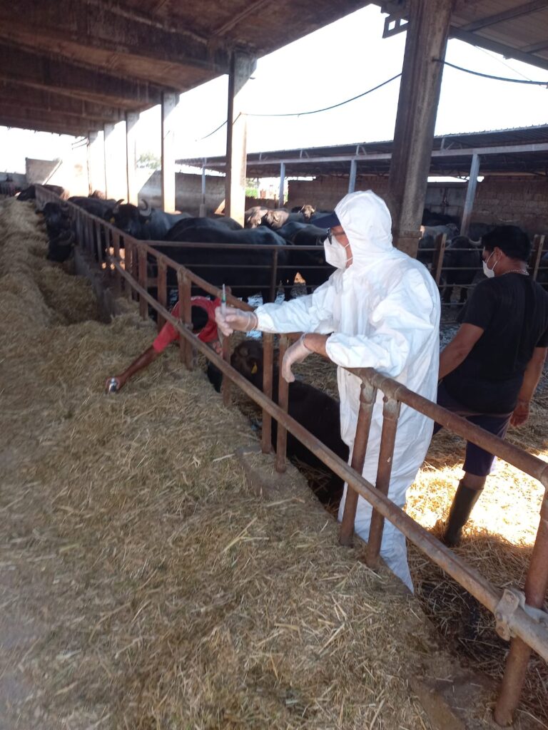 Brucellosi, nell’Agro Casertano vaccinate ieri centinaia di capi bovini e bufalini. Coinvolti 37 allevamenti