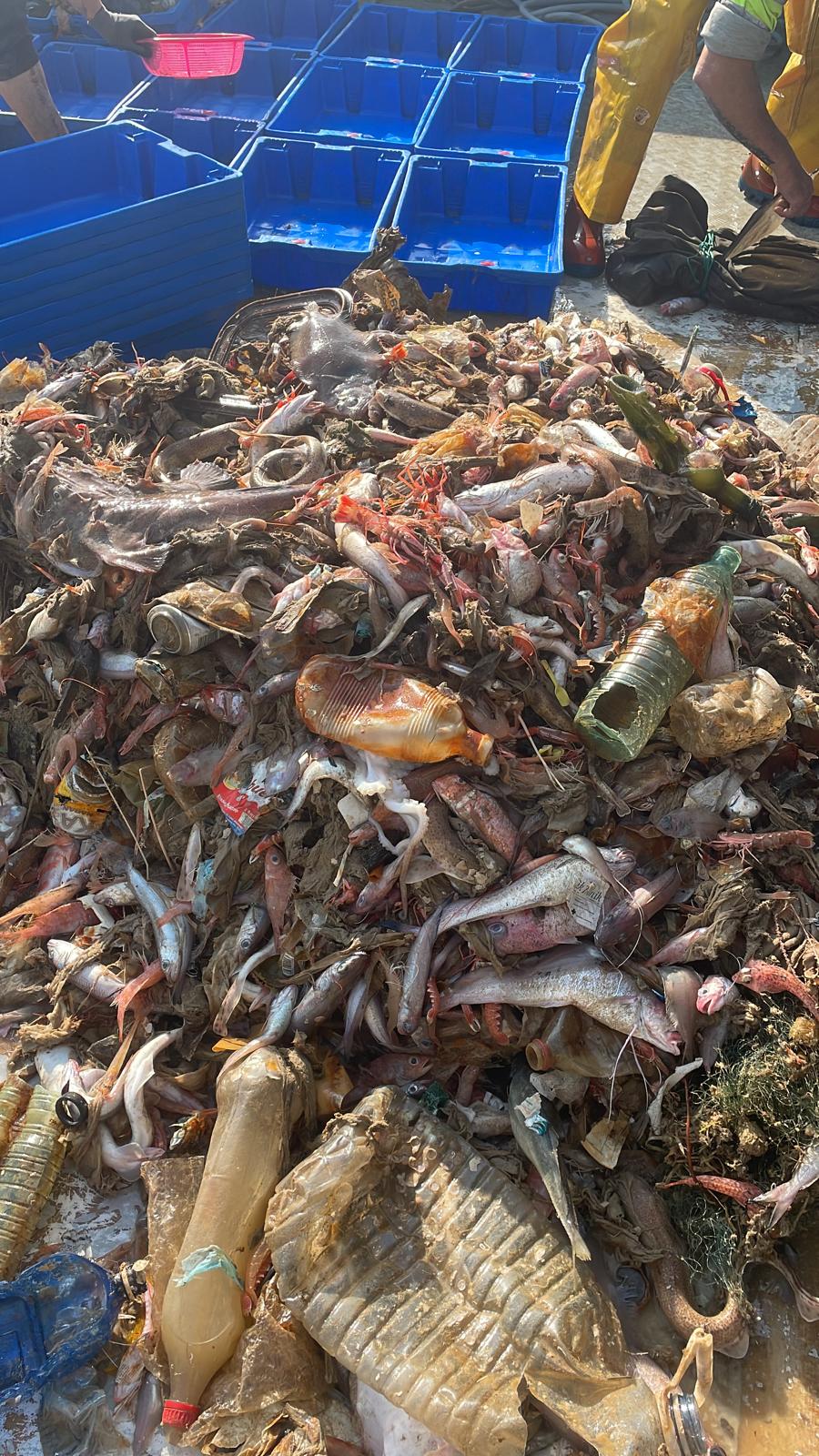 Entro il 2050 negli oceani ci sarà più plastica che pesci, Marevivo lancia l’allarme